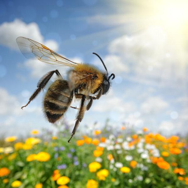 Honey Bee Sponsor