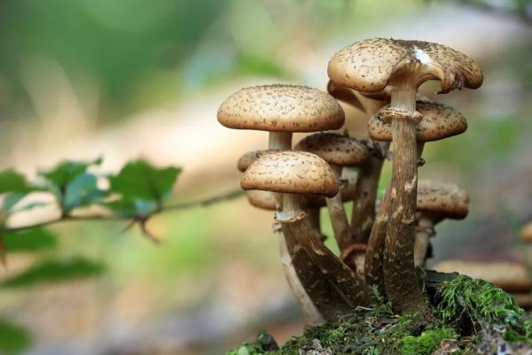 2024 Mushroom Festival Grant Application 2024 Mushroom Festival Grant Application