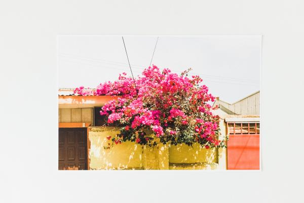 Bougainvillea Valparaiso Art Print 12x18" picture