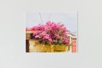 Bougainvillea Valparaiso Art Print 8x10"