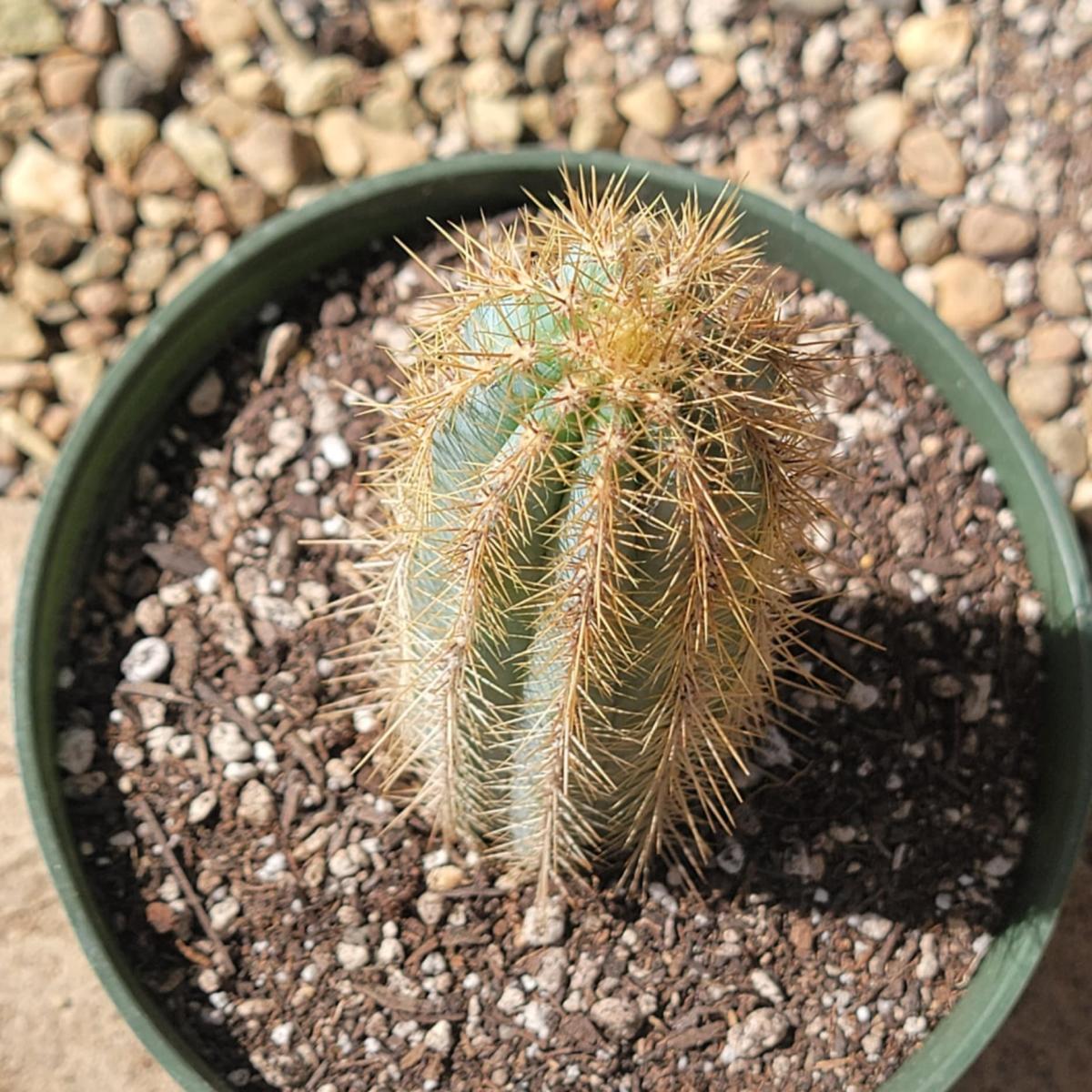 Pilosocereus pachycladus 'Blue Torch Cactus' picture