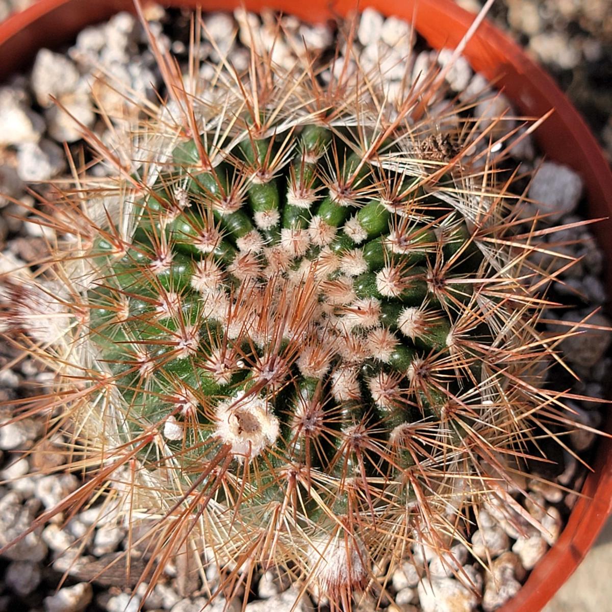 Parodia erubescens picture