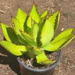 Agave Bovicornuta 'Cow Horn Agave'
