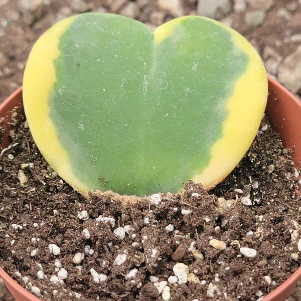 Hoya kerrii 'Sweatheart Plant'