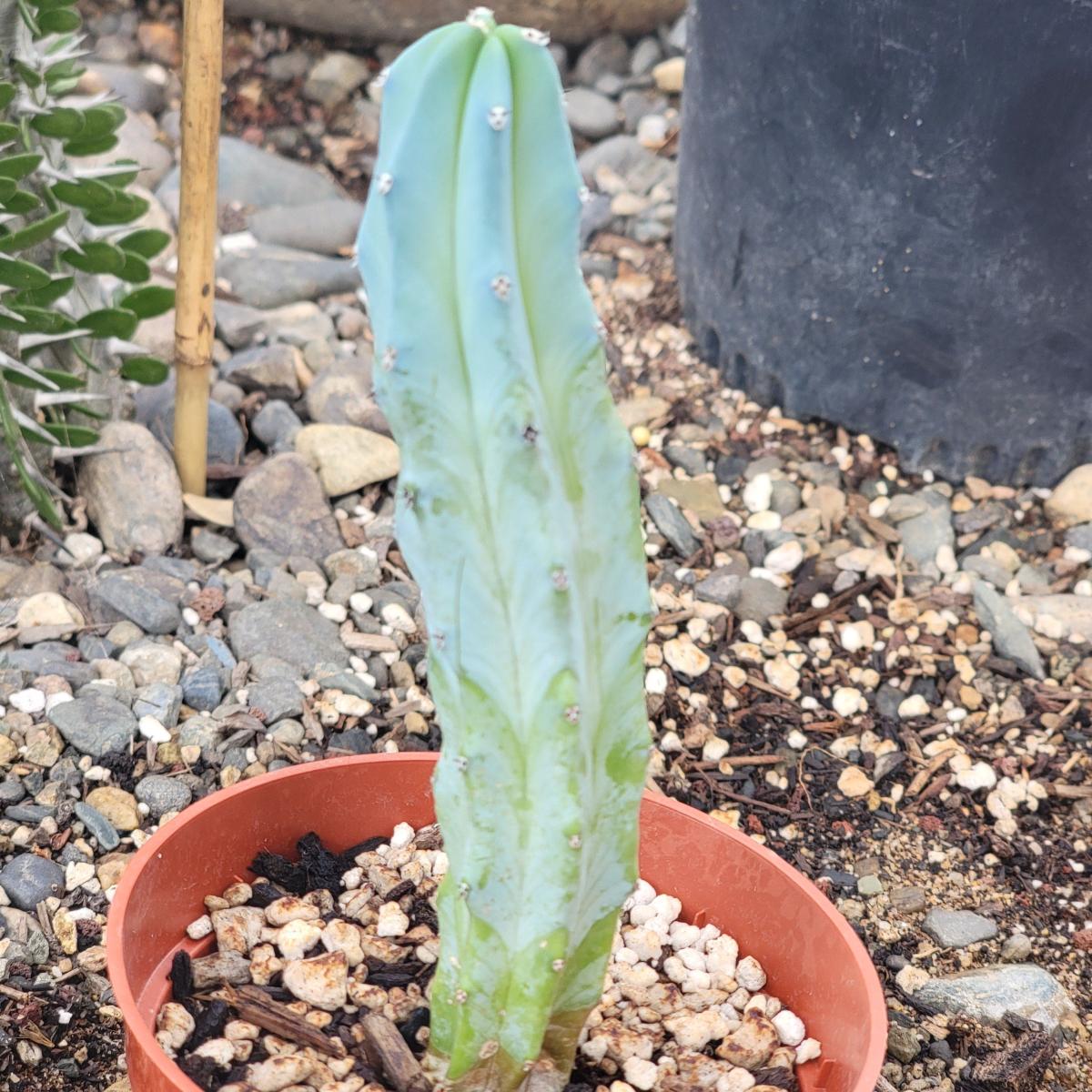 Myrtillocactus geometrizans 'Blue Candle' picture