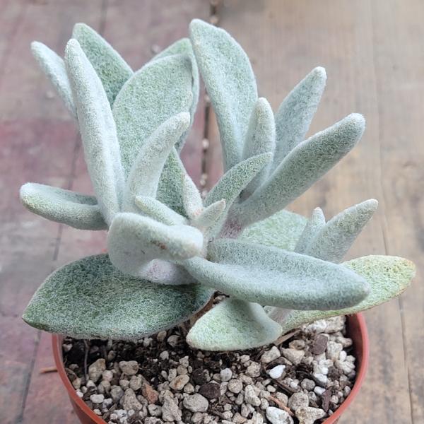 Kalanchoe eriophylla 'Snow White Panda Plant' picture
