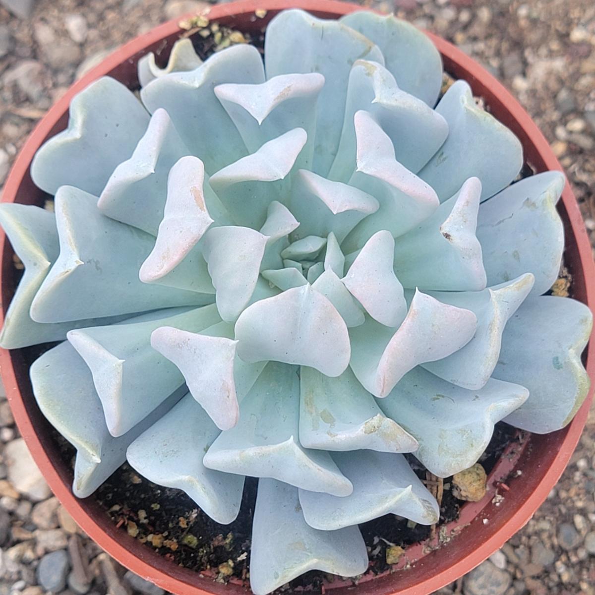 Echeveria Runyonni 'Topsy Turvy' picture