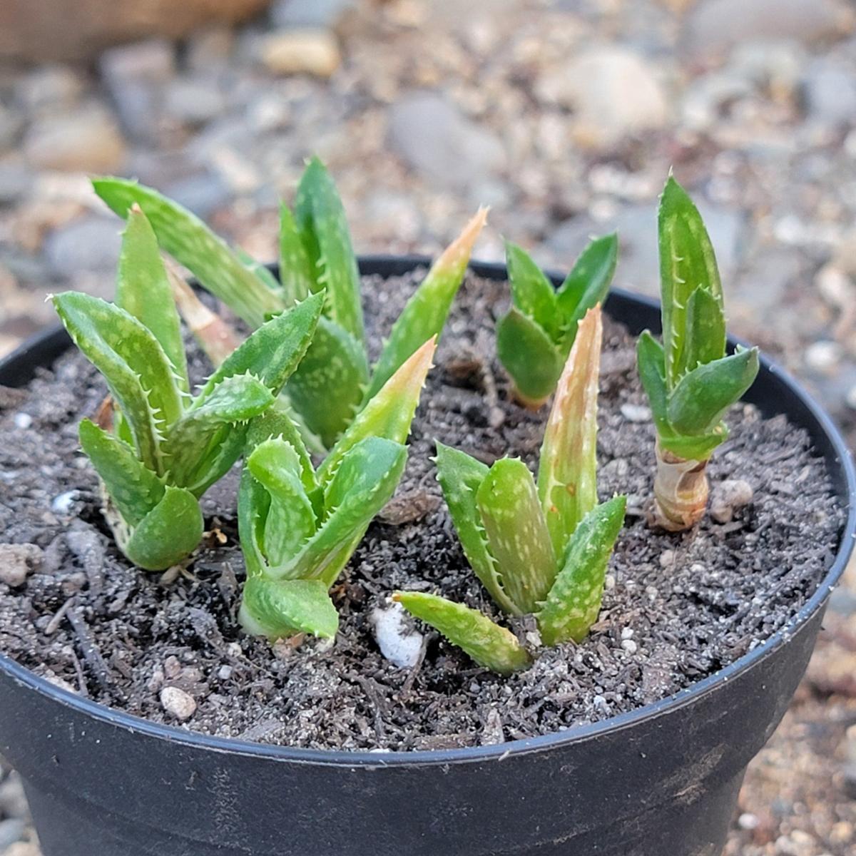 Aloe Juvenna 'Tiger Tooth Aloe' picture