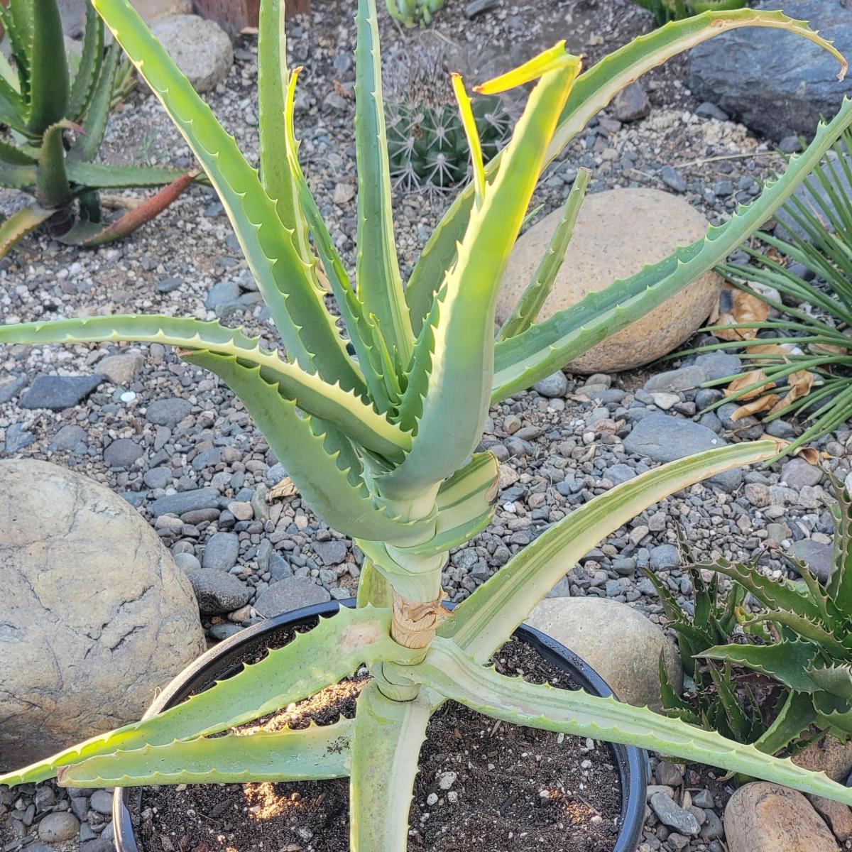 Aloe arborescens Variegated picture