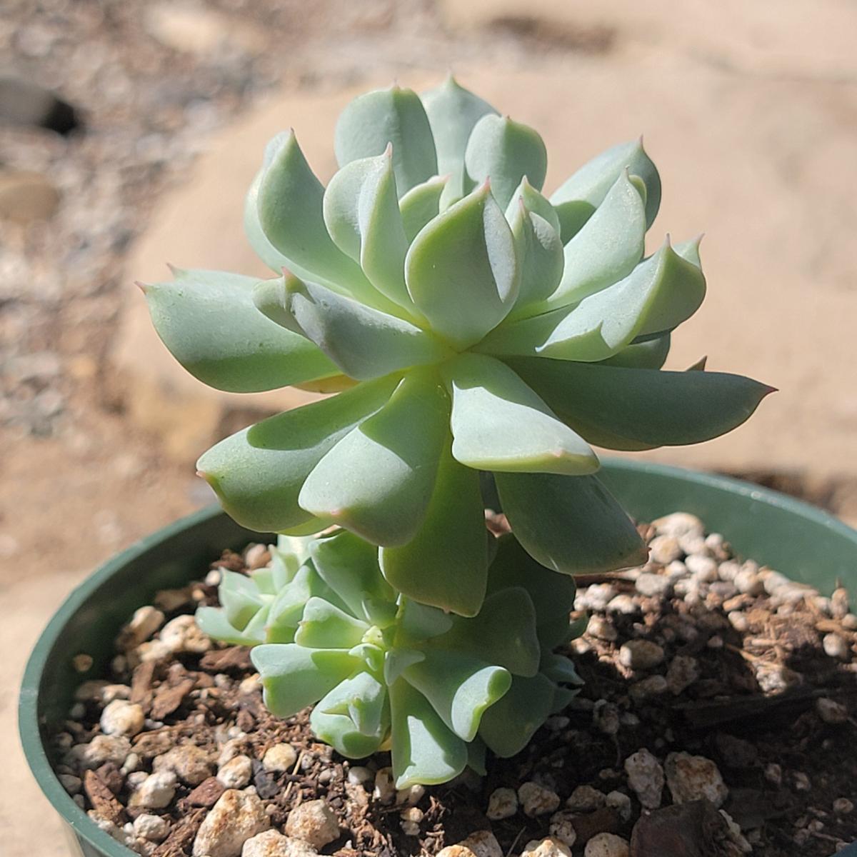 Echeveria Runyonni 'Topsy Turvy' picture