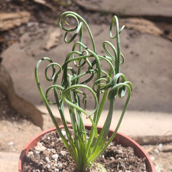 Albuca Spiralis 'Frizzle Sizzle' picture