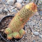Mammillaria elongata â€˜Ladyfinger Cactusâ€™