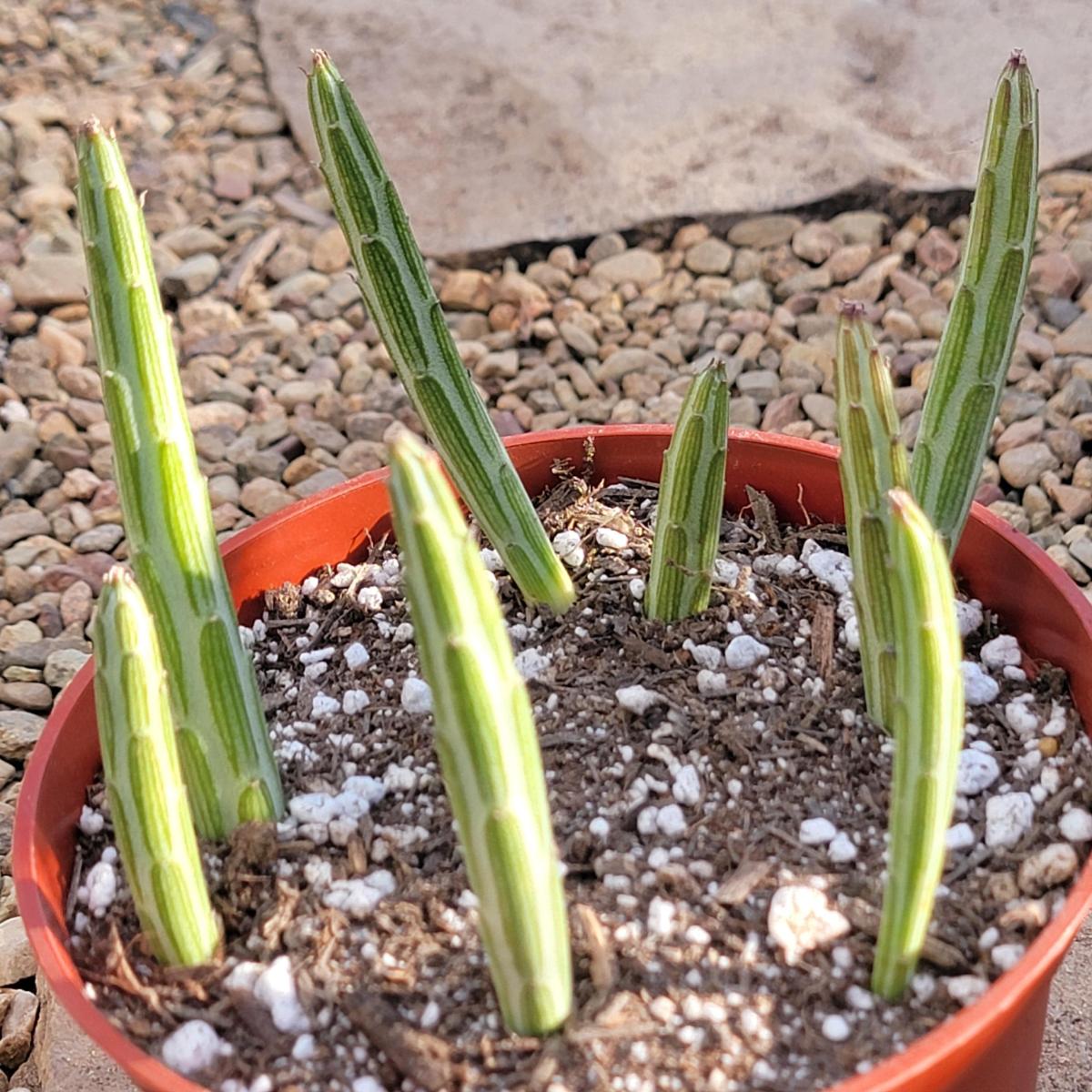 Kleinia stapeliiformis 'Pickle Plant' picture