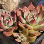 Echeveria agavoides 'Armstrong'