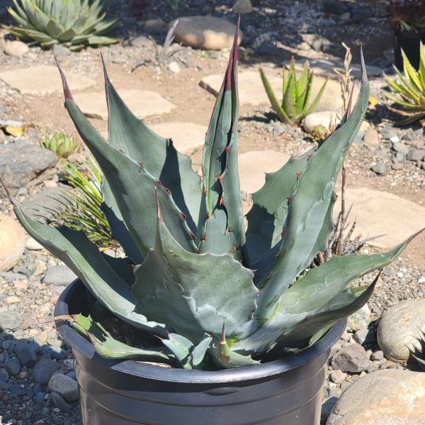 Agave Americana picture