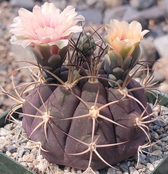 Gymnocalycium pflanzii var. albipulpa picture