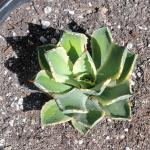 Agave potatorum 'Kichiokan' Variegated