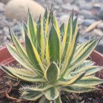 Agave schidigera 'Royal Flush'