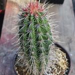 Pachycereus Pringlei 'Mexican Cardon' 'False Saguaro'