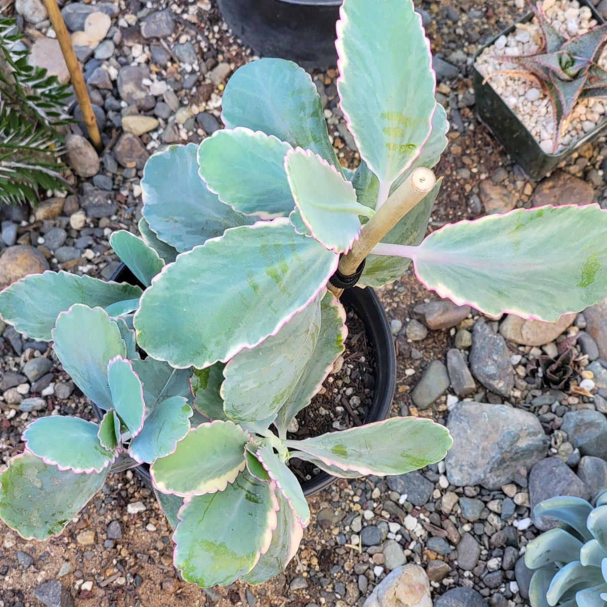 Kalanchoe fedtschenkoi 'Lavender Scallops' picture