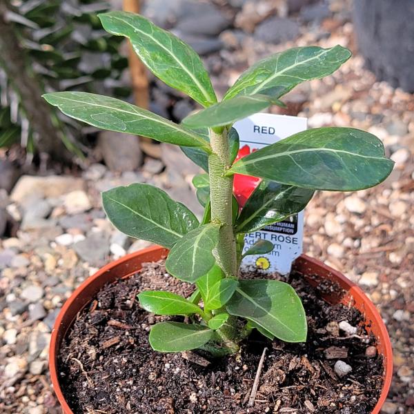 Adenium obesum 'Desert Rose' picture