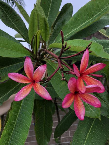 Cher’s Plumerias