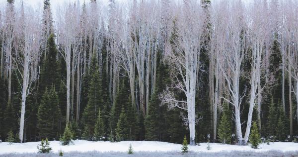 Greeting Card- Winter White picture