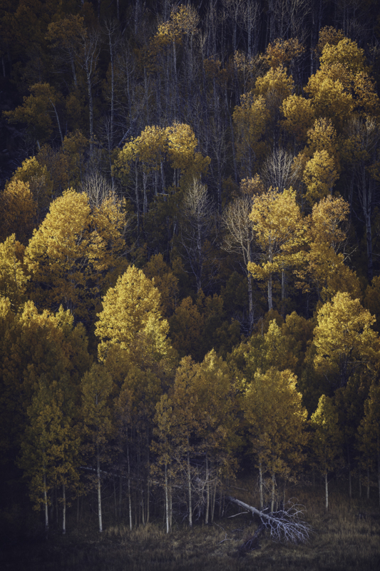 Greeting Card- Autumn Aspens picture