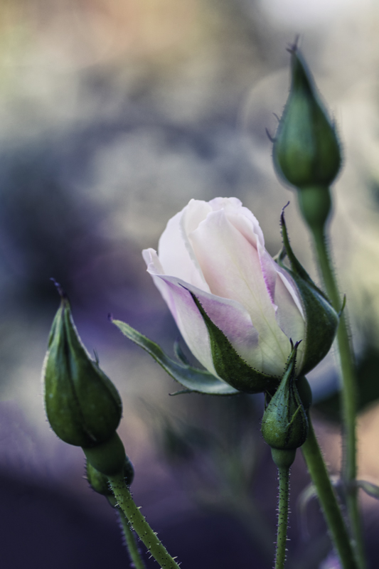 Greeting Card- Watercolor Rose picture