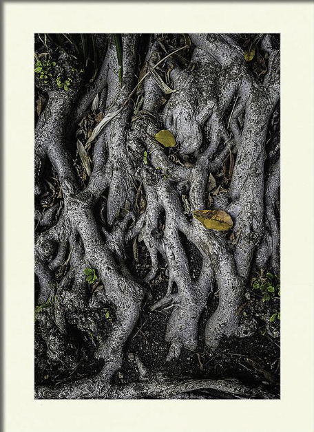 Matted Print- Tangle
