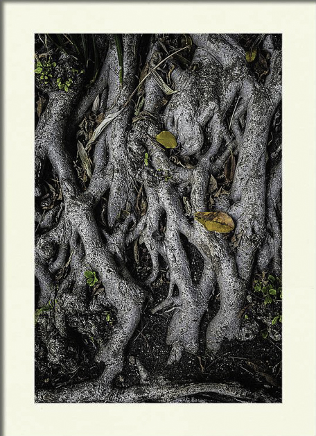 Matted Print- Tangle picture