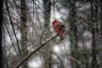 Greeting Card- A Cardinal in Winter