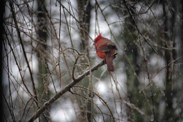 Greeting Card- A Cardinal in Winter picture