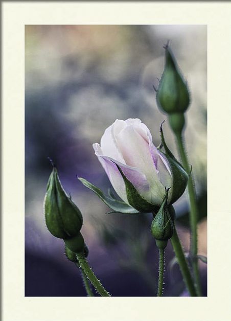 Matted Print- Watercolor Rose