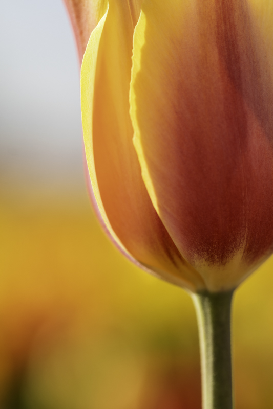 Floral Four Card Set picture