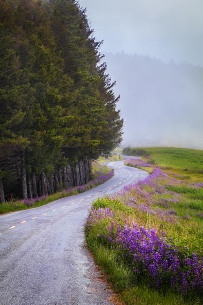 Greeting Card- Lupine Road