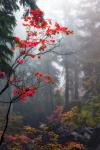 Greeting Card- Autumn Mosaic