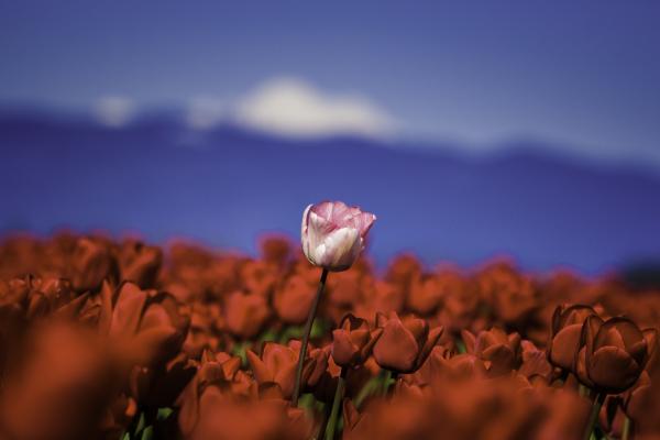 Greeting Card- Standing Out in the Crowd picture