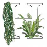 Horticult LLC