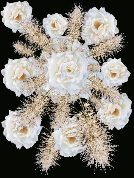 White Roses picture