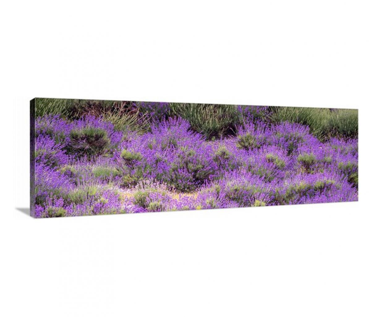 Lavender picture
