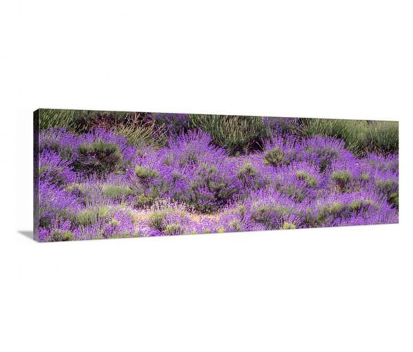 Lavender picture