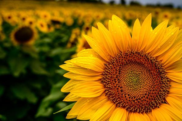 Corner Sunflower picture