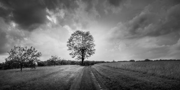 Stormy Tree picture