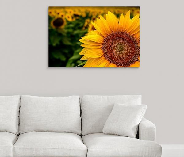 Corner Sunflower picture
