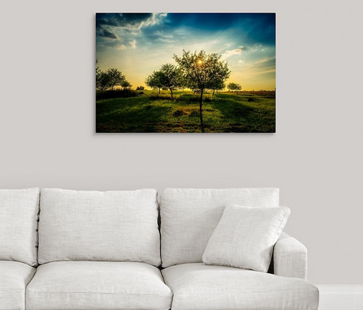 Orchard Rays picture