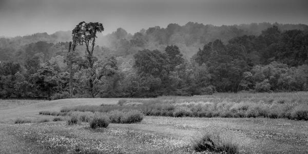 B&W Lavender