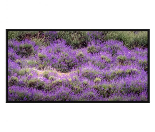 Lavender picture