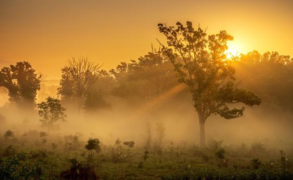 Sun Rays picture