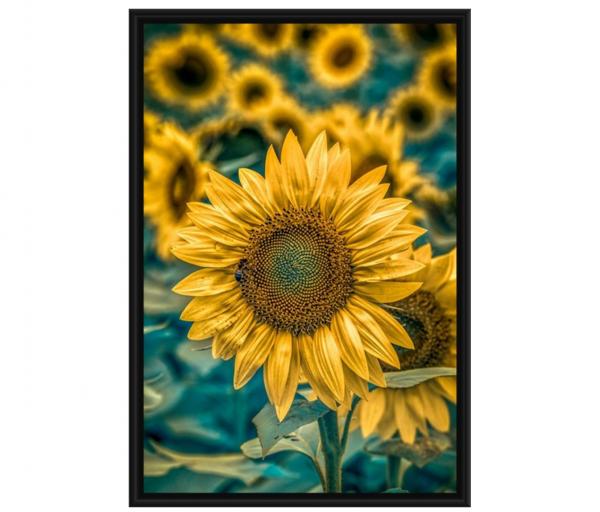Full Sunflower picture